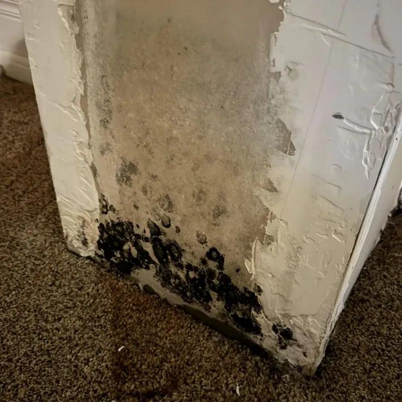 Professional Mold Removal in Kentfield, CA